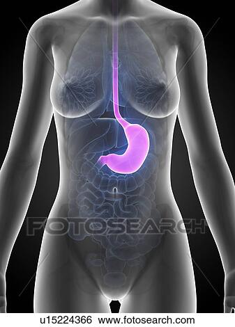 Stock Illustration - Female stomach, illustration. Fotosearch