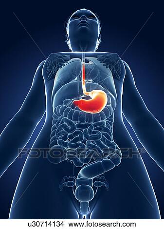 Stock Illustration - Female stomach, illustration. Fotosearch