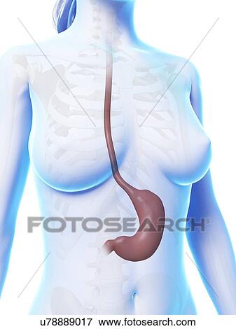 Female stomach, illustration View Large Illustration Stock Illustration - Female stomach, illustration. Fotosearch