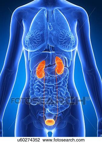 Drawing - Female urinary system, illustration. Fotosearch