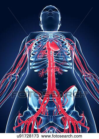 Drawing - Female vascular system, illustration. Fotosearch