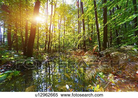 Stock Photography - Forest and small pond. Fotosearch
