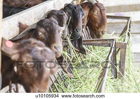 Picture - Goats eat hay. Fotosearch