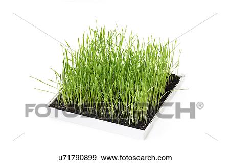 Stock Photo - Grass growing in a box. Fotosearch