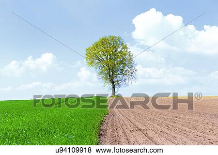 Half ploughed wheat field with a tree View Large Photo Image Stock Photo - Half ploughed wheat field with a tree. Fotosearch