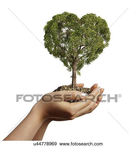 Stock Illustration - Hands holding heart shaped tree, artwork. Fotosearch
