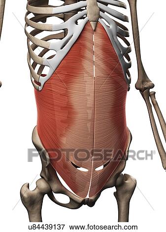 Human abdominal muscles, illustration View Large Illustration Stock Illustration - Human abdominal muscles, illustration. Fotosearch