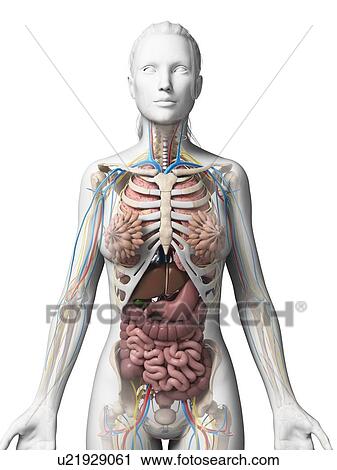 Clip Art - Human anatomy, illustration. Fotosearch