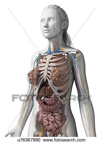 Human anatomy, illustration View Large Illustration Clipart - Human anatomy, illustration. Fotosearch
