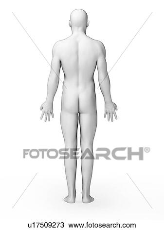 Drawing - Human anatomy, illustration. Fotosearch