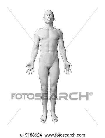 Stock Illustration - Human anatomy, illustration. Fotosearch