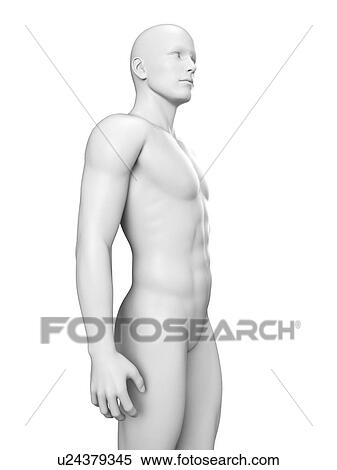 Human anatomy, illustration View Large Illustration Stock Illustration - Human anatomy, illustration. Fotosearch