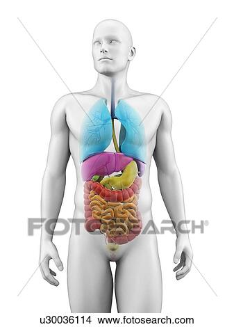 Human anatomy, illustration View Large Illustration Stock Illustration - Human anatomy, illustration. Fotosearch