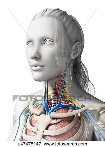 Human anatomy, illustration View Large Illustration Stock Illustration - Human anatomy, illustration. Fotosearch
