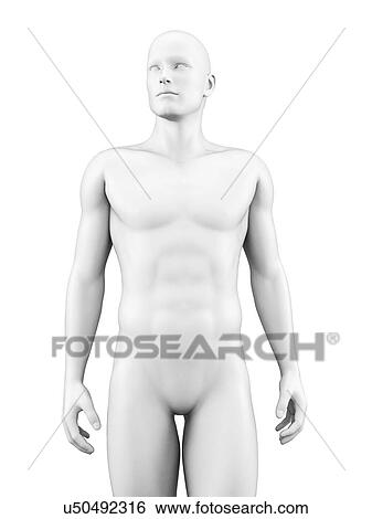 Human anatomy, illustration View Large Illustration Stock Illustration - Human anatomy, illustration. Fotosearch