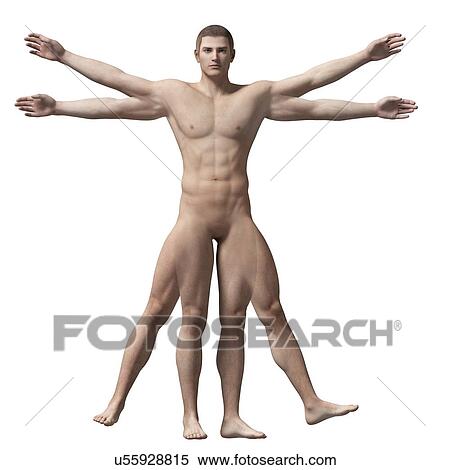 Human anatomy, illustration View Large Illustration Stock Illustration - Human anatomy, illustration. Fotosearch