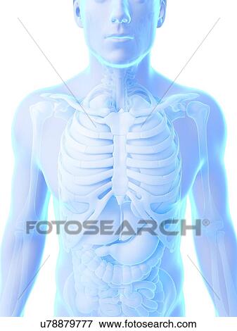 Stock Illustration - Human anatomy, illustration. Fotosearch
