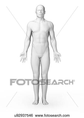 Stock Illustration - Human anatomy, illustration. Fotosearch