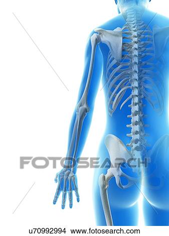 Human arm bones, illustration View Large Illustration Stock Illustration - Human arm bones, illustration. Fotosearch