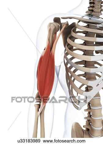 Stock Illustration - Human arm muscles, illustration. Fotosearch