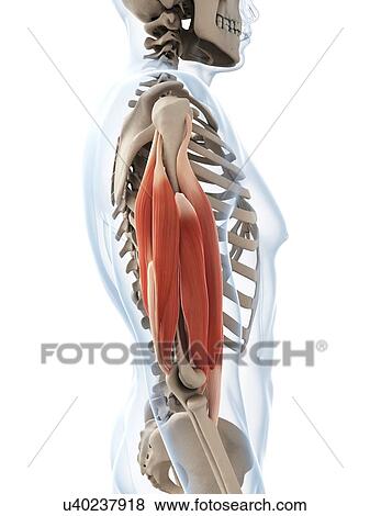 Stock Illustration - Human arm muscles, illustration. Fotosearch