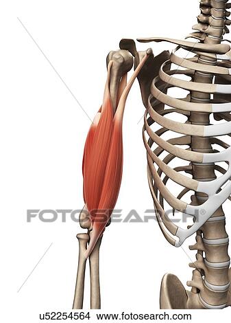 Stock Illustration - Human arm muscles, illustration. Fotosearch