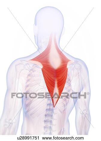 Clip Art - Human back muscles, illustration. Fotosearch