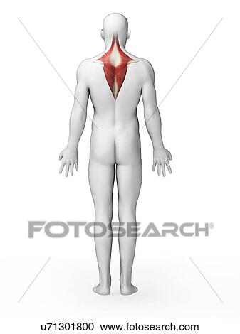 Human back muscles, illustration View Large Illustration Clipart - Human back muscles, illustration. Fotosearch