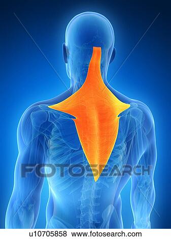 Stock Illustration - Human back muscles, illustration. Fotosearch