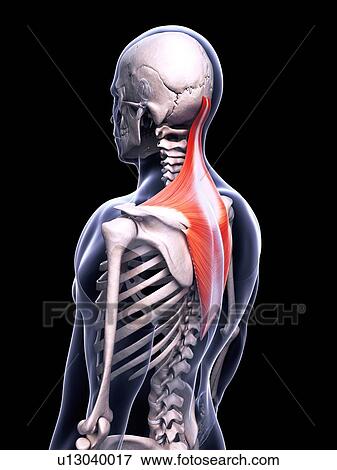 Stock Illustration - Human back muscles, illustration. Fotosearch