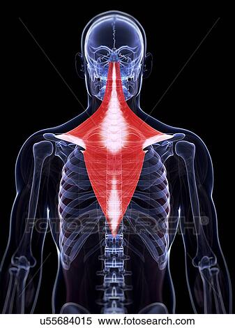 Stock Illustration - Human back muscles, illustration. Fotosearch
