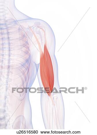 Clipart - Human biceps, illustration. Fotosearch