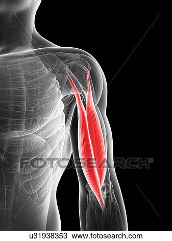 Human biceps, illustration View Large Illustration Drawing - Human biceps, illustration. Fotosearch