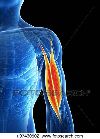 Human biceps, illustration View Large Illustration Drawing - Human biceps, illustration. Fotosearch