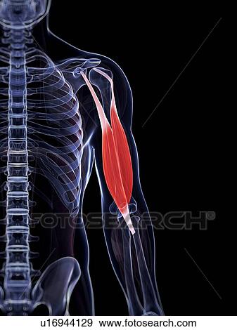 Stock Illustration - Human biceps, illustration. Fotosearch
