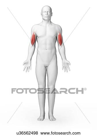Stock Illustration - Human biceps, illustration. Fotosearch