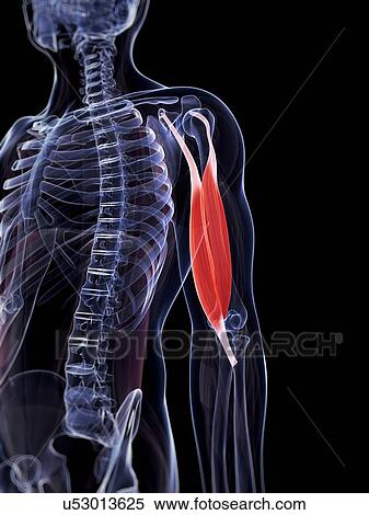 Stock Illustration - Human biceps, illustration. Fotosearch