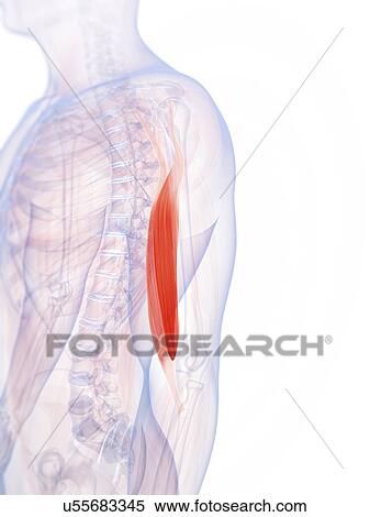 Stock Illustration - Human biceps, illustration. Fotosearch