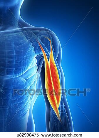 Stock Illustration - Human biceps, illustration. Fotosearch