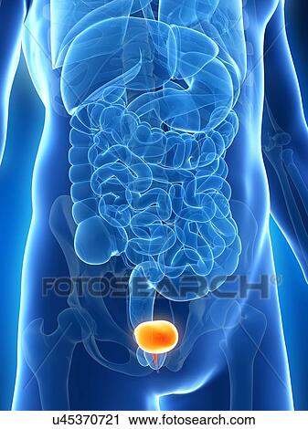 Clip Art - Human bladder, illustration. Fotosearch