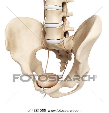 Stock Illustration - Human bladder in pelvis, illustration. Fotosearch