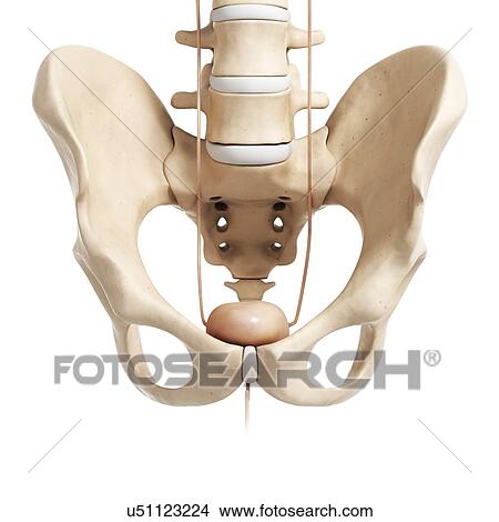 Human bladder in pelvis, illustration View Large Illustration Stock Illustration - Human bladder in pelvis, illustration. Fotosearch