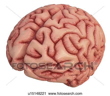 Human brain, artwork View Large Illustration Clip Art - Human brain, artwork. Fotosearch