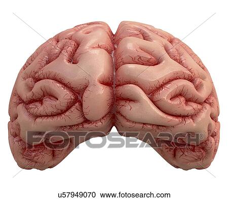 Human brain, artwork View Large Illustration Clipart - Human brain, artwork. Fotosearch