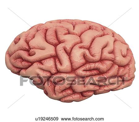 Stock Illustration - Human brain, artwork. Fotosearch