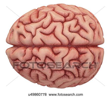 Stock Illustration - Human brain, artwork. Fotosearch