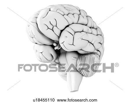 Human brain, illustration View Large Illustration Clipart - Human brain, illustration. Fotosearch
