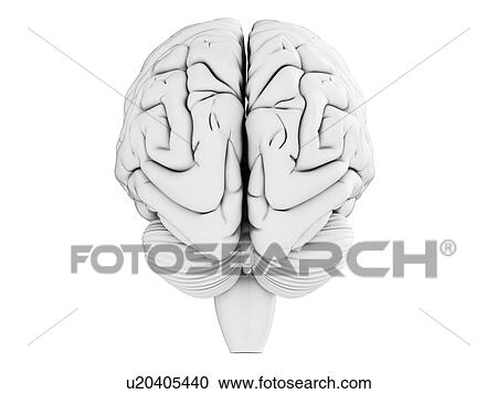 Clipart - Human brain, illustration. Fotosearch