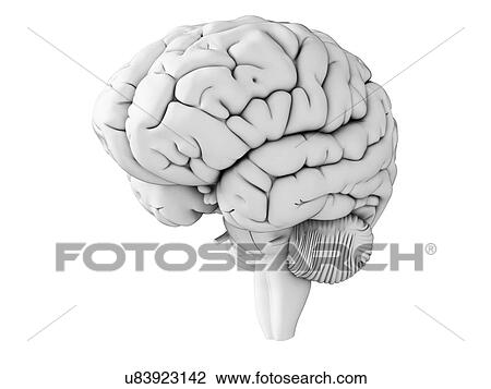 Drawing - Human brain, illustration. Fotosearch