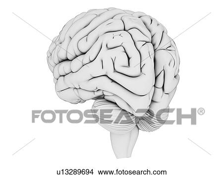 Stock Illustration - Human brain, illustration. Fotosearch